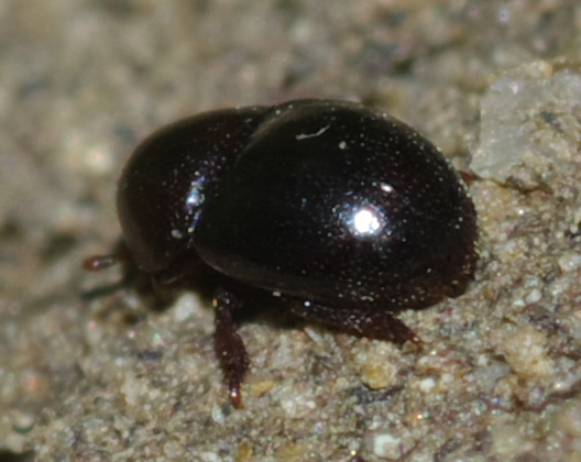 Coleottero - Thorictus sp. (Dermestidae)